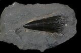 Rare, Carboniferous Fish (Rhizodus) Tooth - Scotland #62844-1